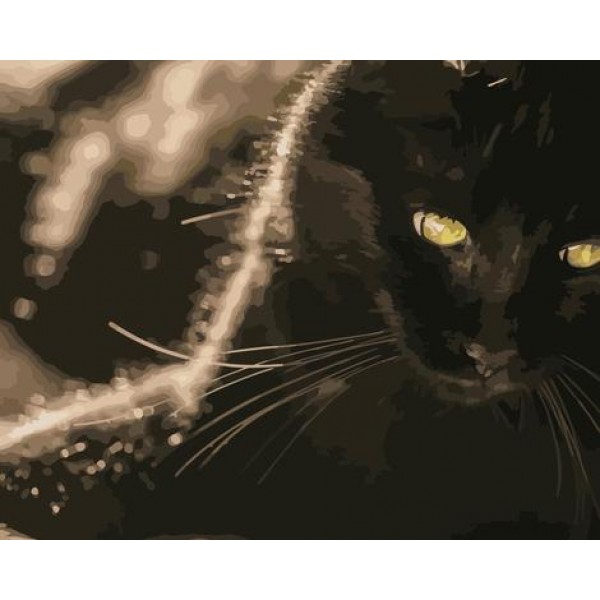 Black Cat Diy Paint By Numbers Kits Australia
