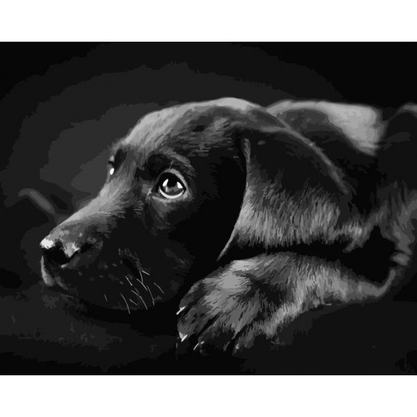 Black Pet Dog Diy Paint By Numbers Kits Australia