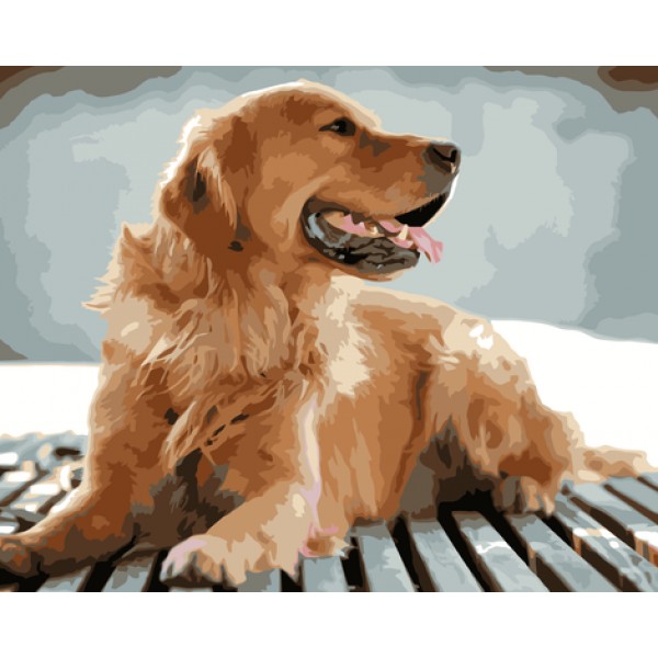 Dog Diy Paint By Numbers Kits Australia