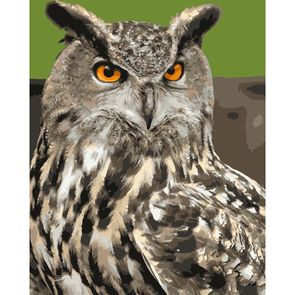 Owl Diy Paint By Numbers Kits Uk WM-218 Australia