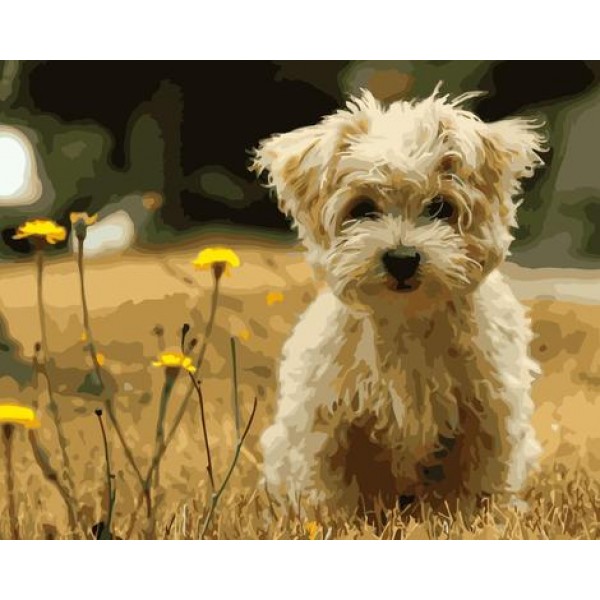 Cute Dog Diy Paint By Numbers Kits Australia