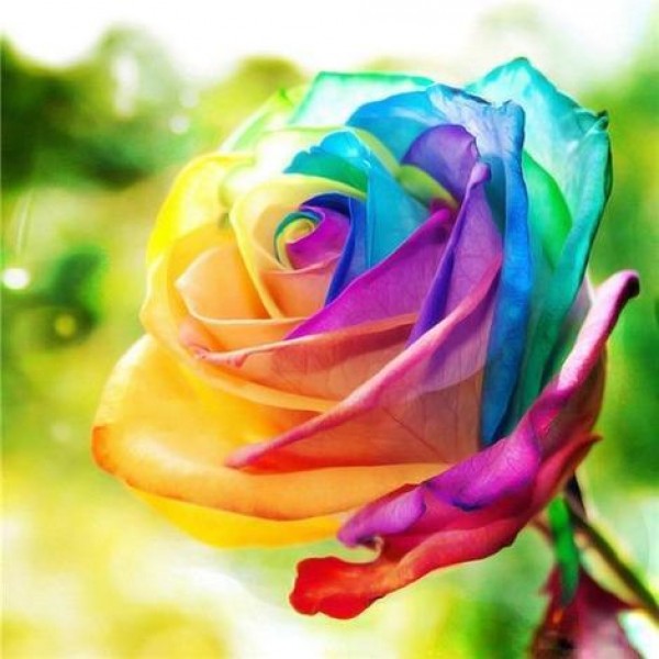 Rose Flowers Diy Paint By Numbers Kits Australia