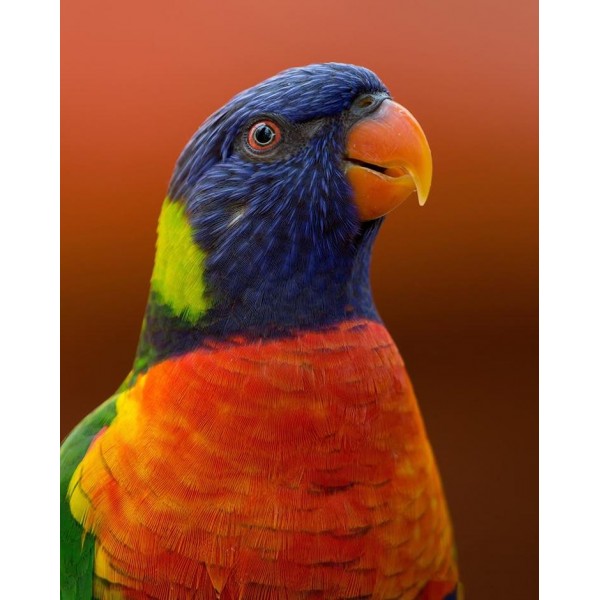 Parrot Diy Paint By Numbers Kits Uk VM92710 Australia