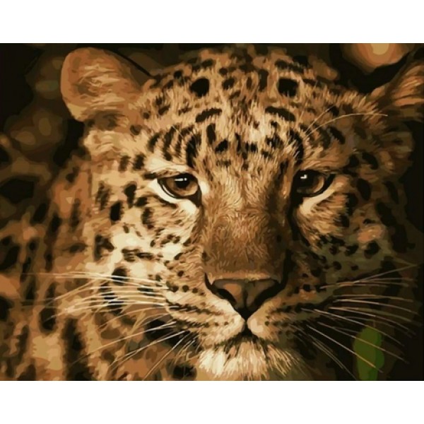 Leopard Diy Paint By Numbers Kits Australia