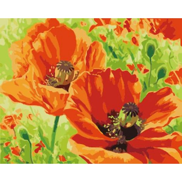 Poppy Flower Diy Paint By Numbers Kits Australia