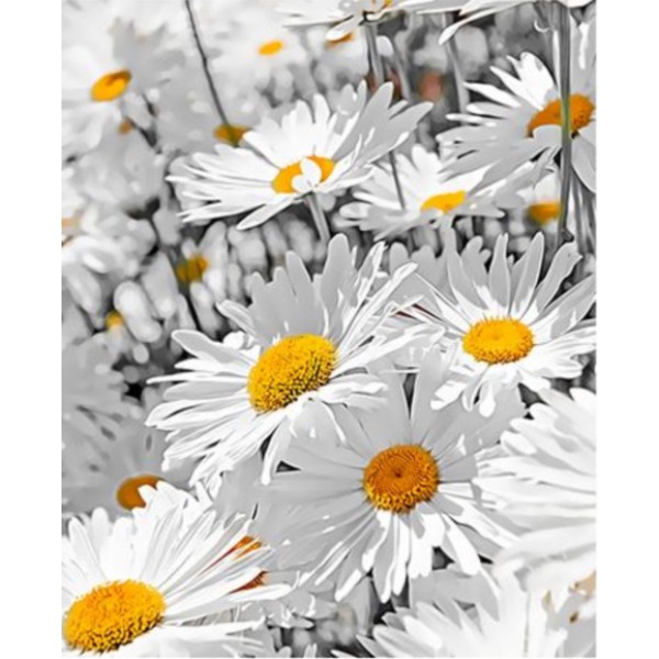 Chrysanthemum Diy Paint By Numbers Kits Australia