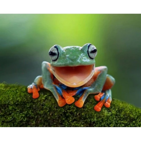 Frog Diy Paint By Numbers Kits Australia