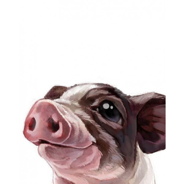 Pig Diy Paint By Numbers Kits Australia