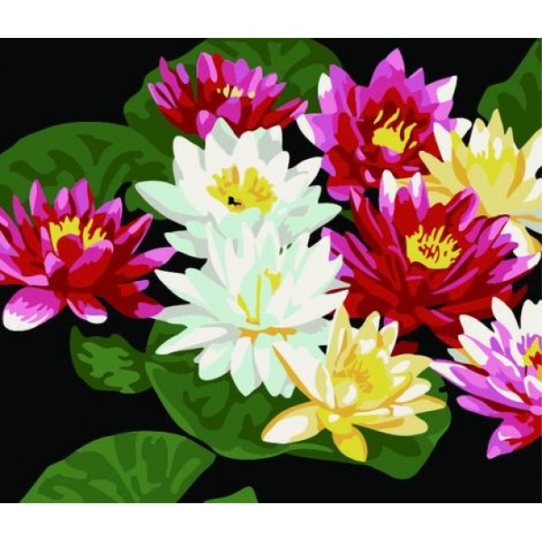 Lotus Diy Paint By Numbers Kits,PL0479 Australia