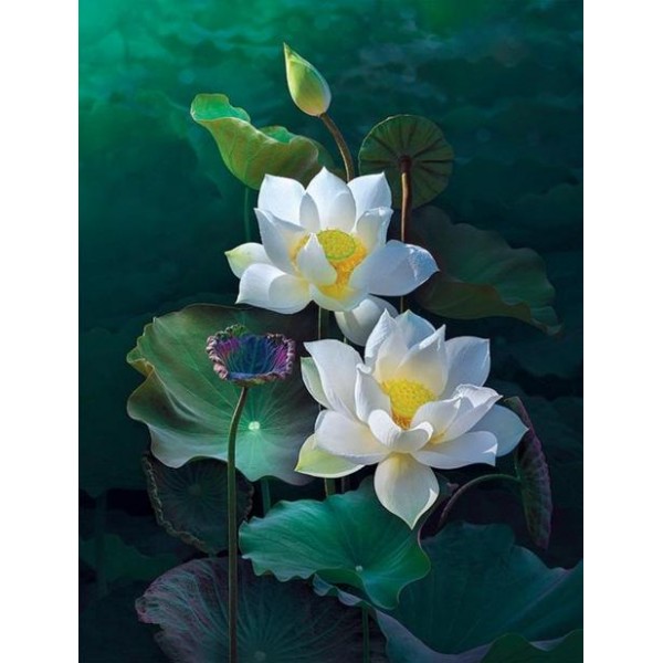 Lotus Diy Paint By Numbers Kits,PL0470 Australia