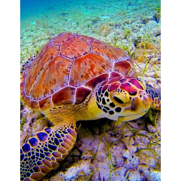 Turtle DIY Sea Paint By Numbers Kits Diy Australia